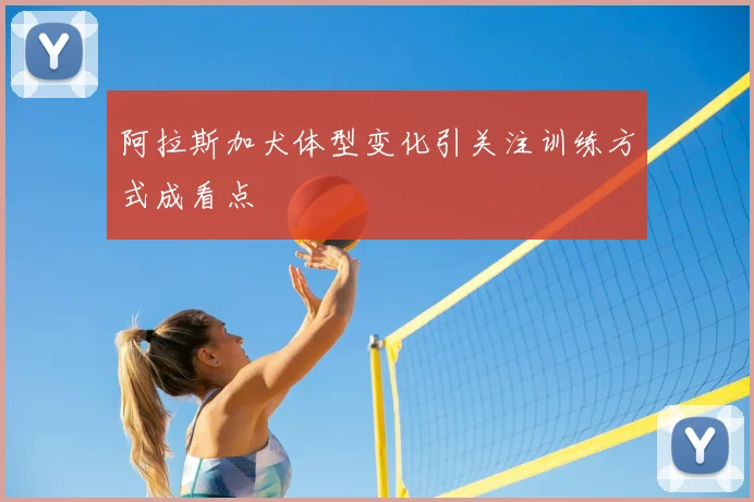 阿拉斯加犬体型变化引关注训练方式成看点